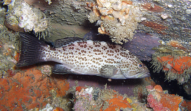 Grouper - Bridge rubble - Destin