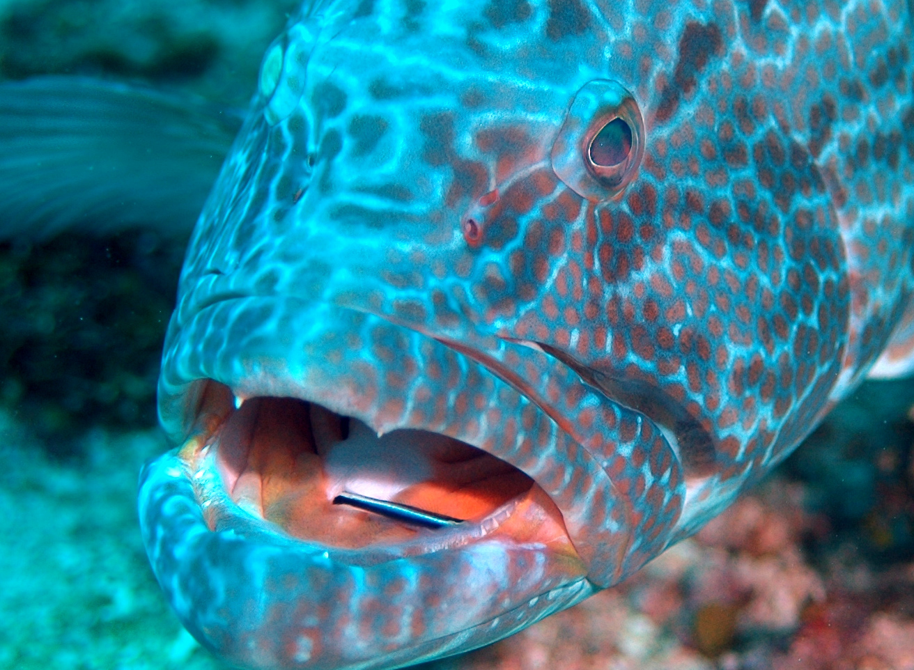 Grouper dental visit by Wrasse