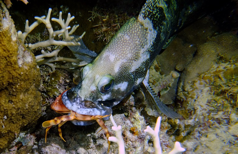 Grouper on a night dive (caught a crab)