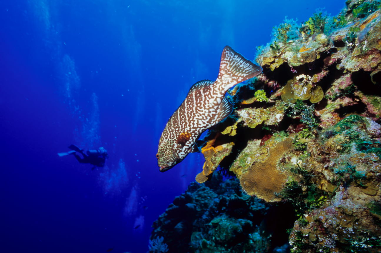 Grouper on a wall