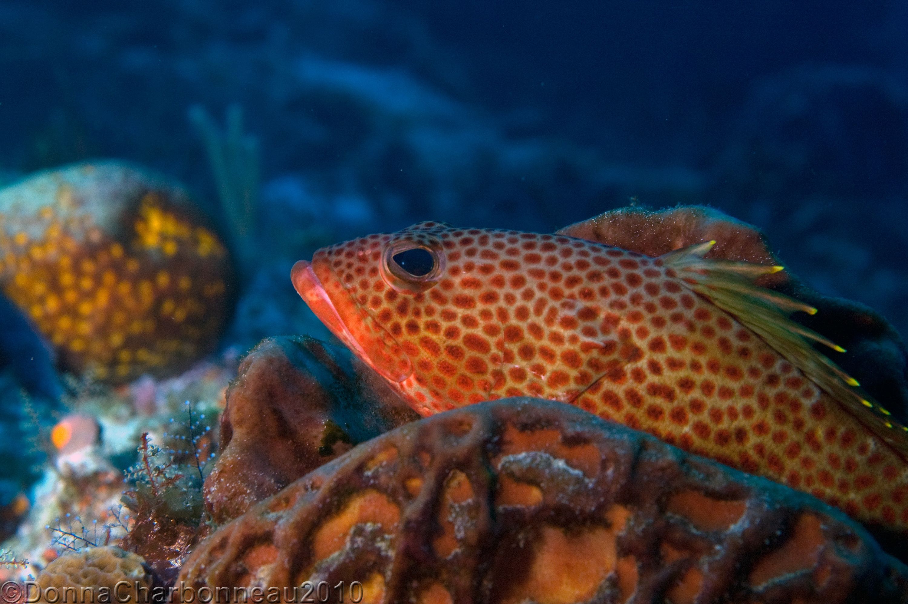 Grouper on Sponge