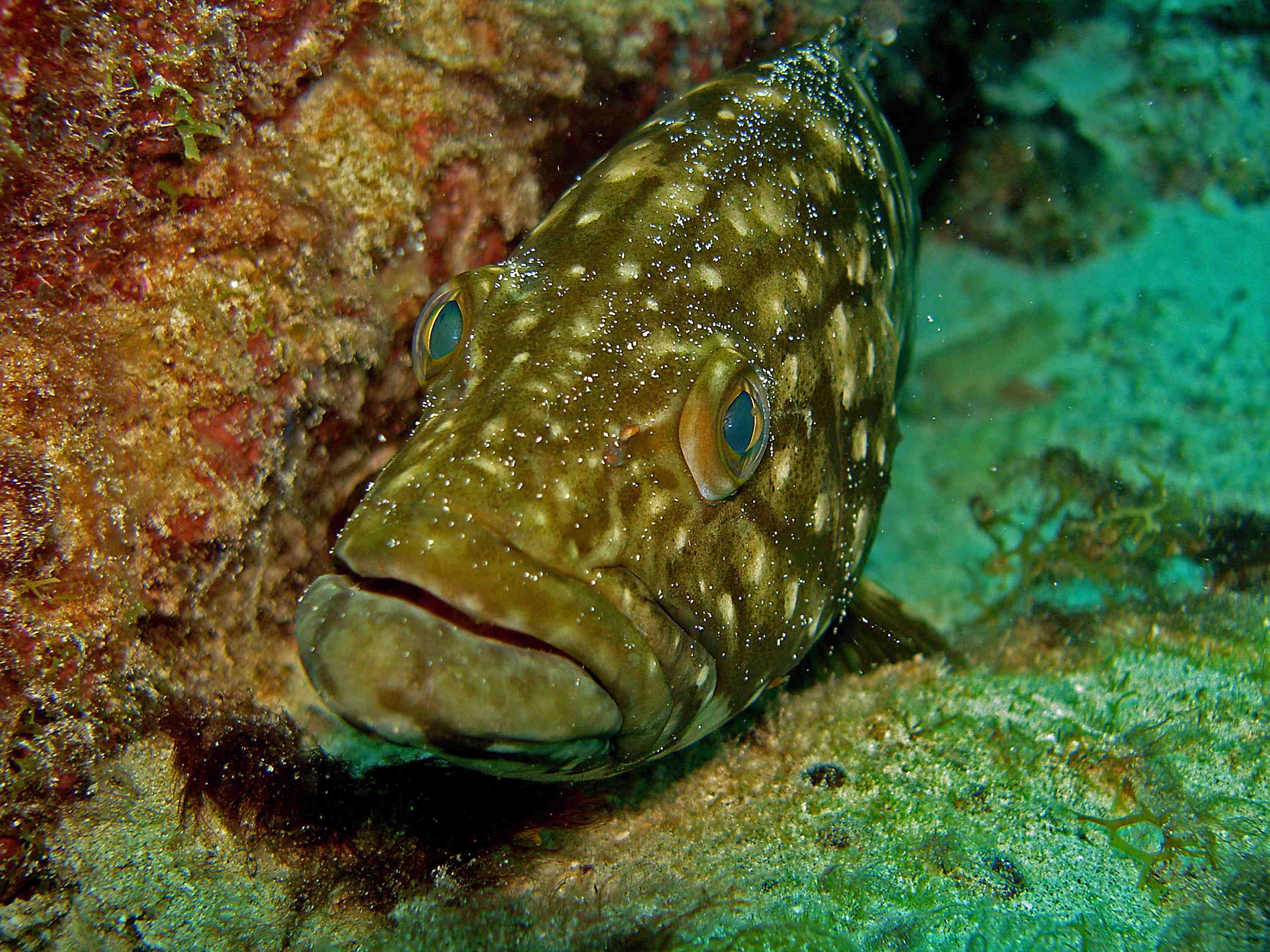 Grouper PPBaixo by Fonsky