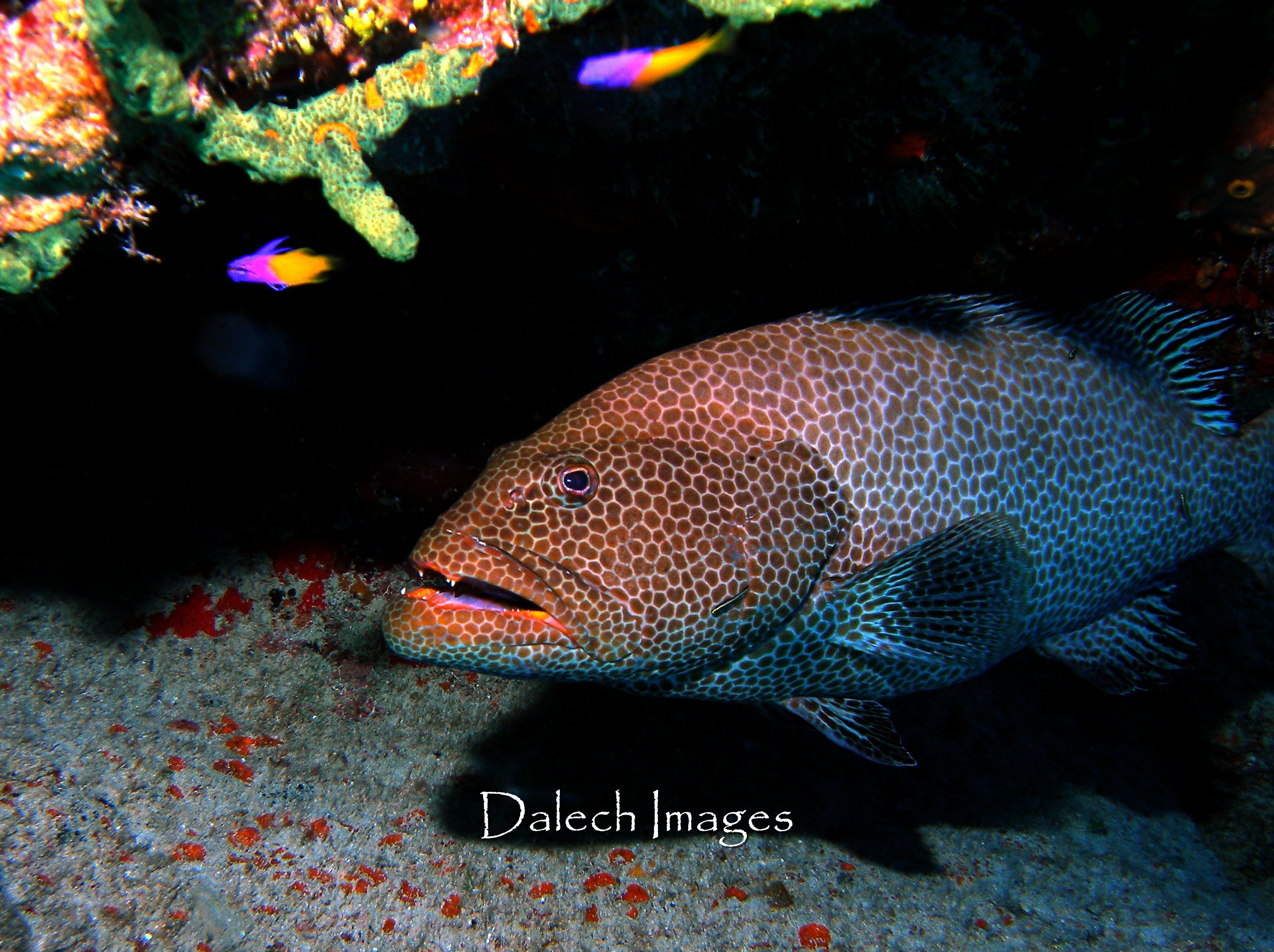 Grouper under ledge