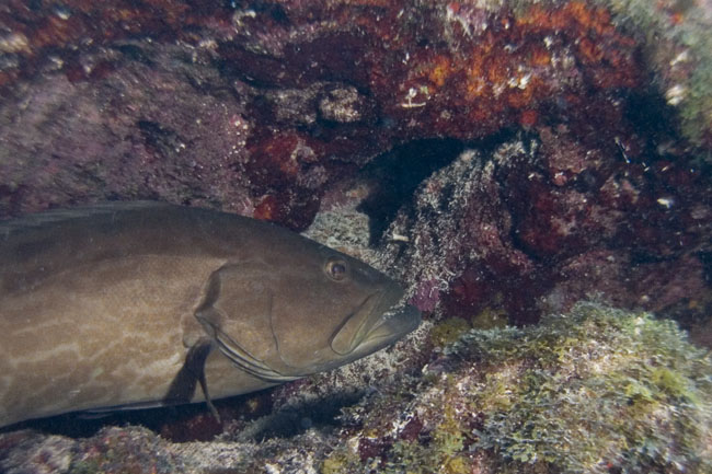 Grouper