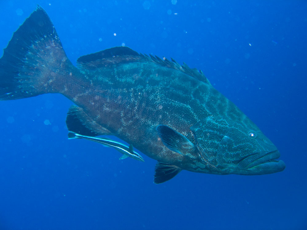 Grouper