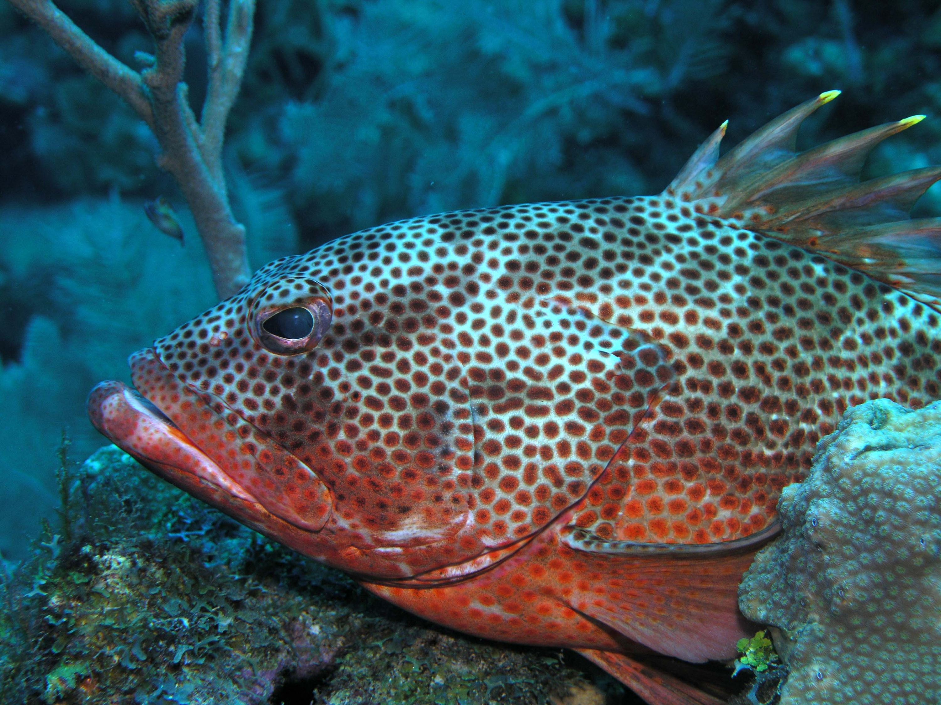 Grouper