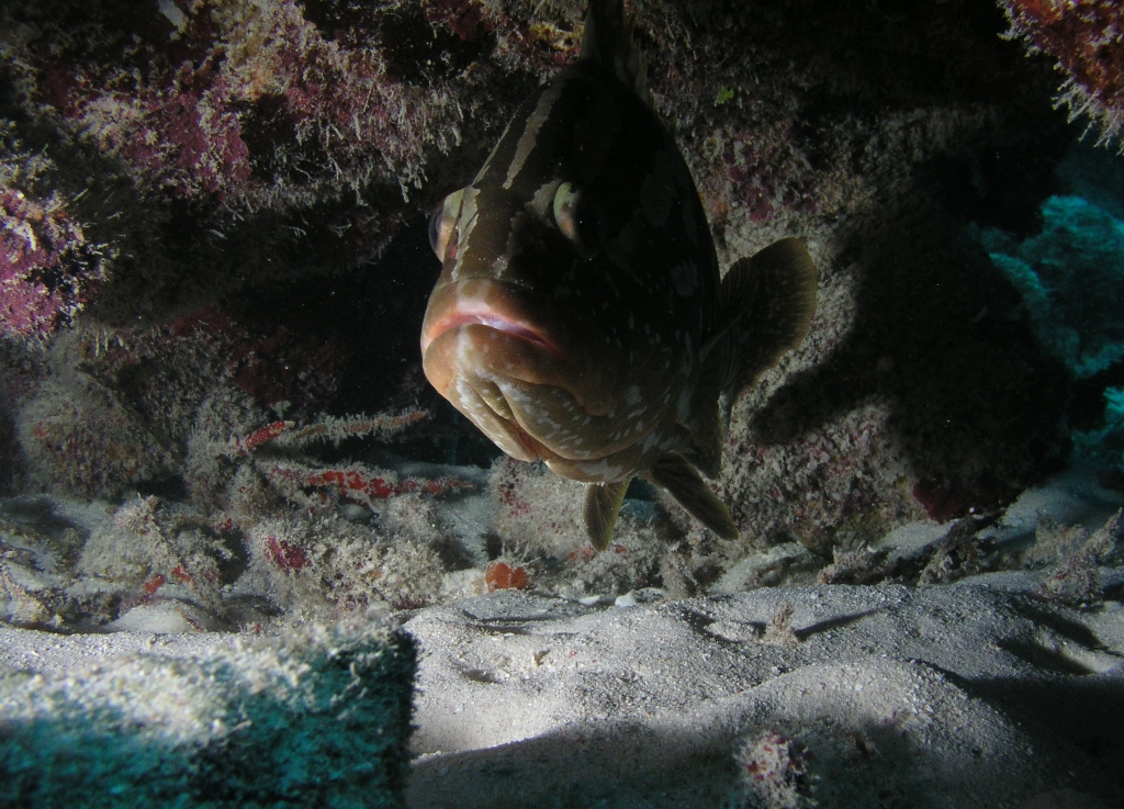 Grouper