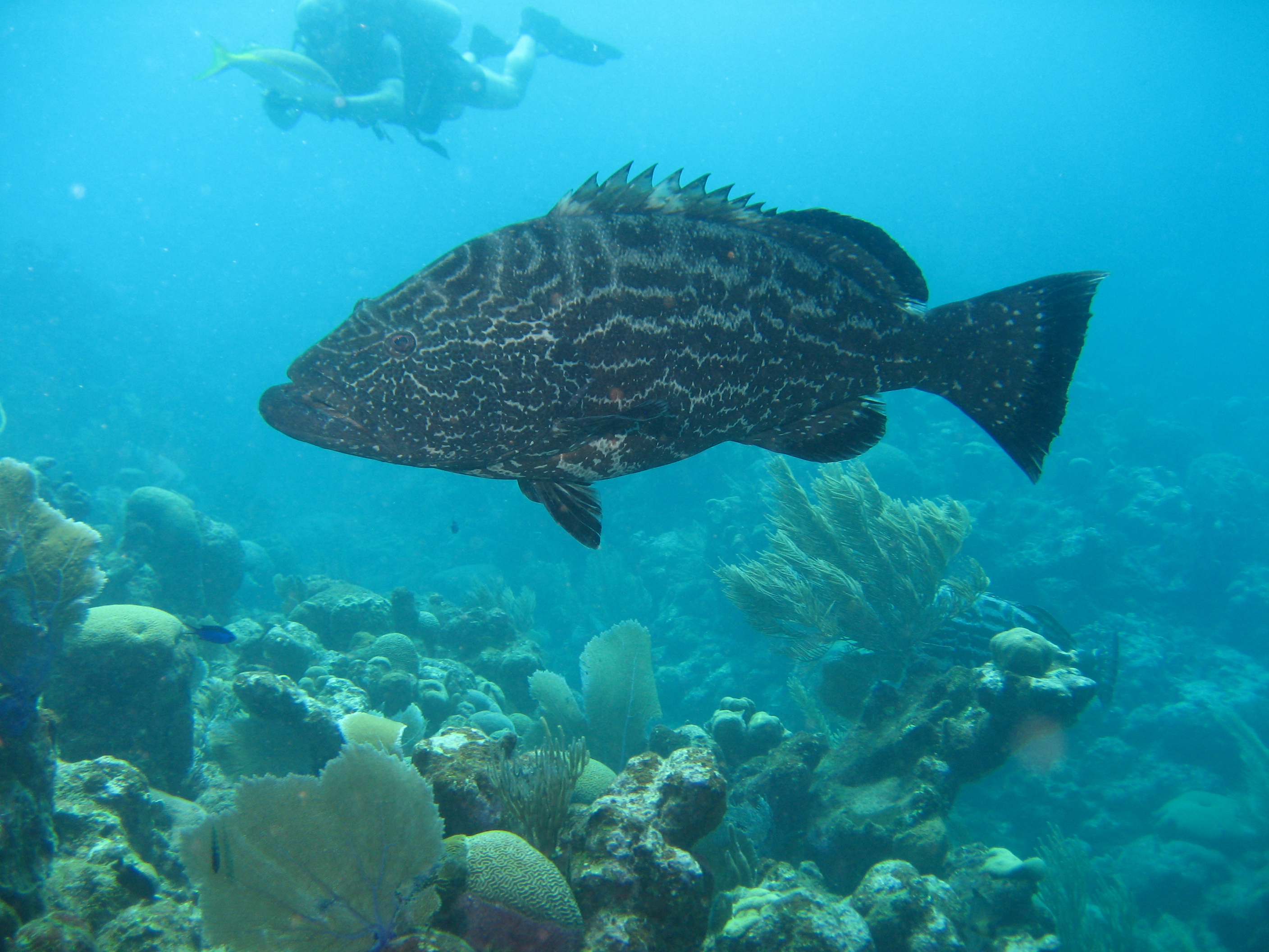 Grouper