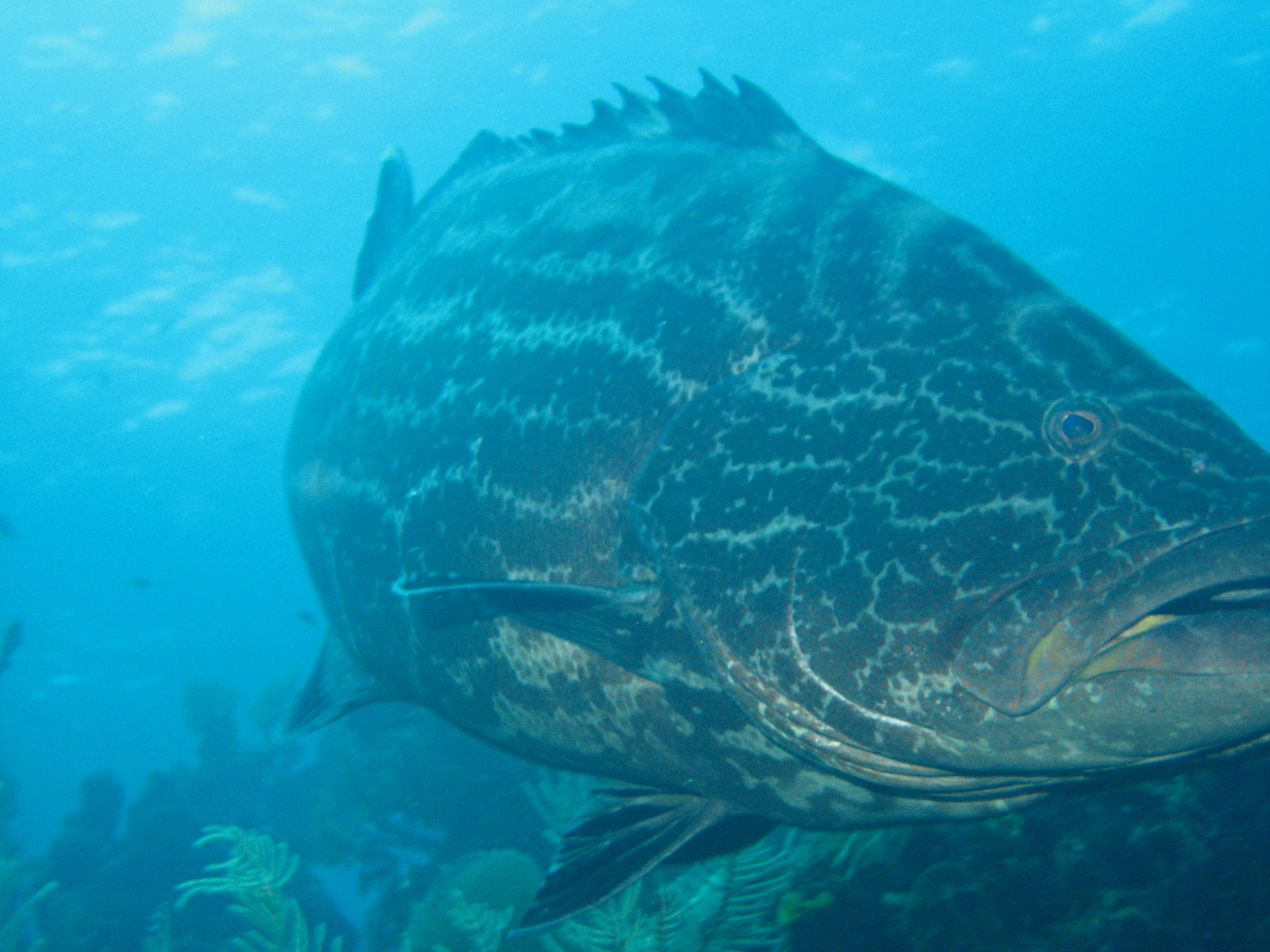 Grouper