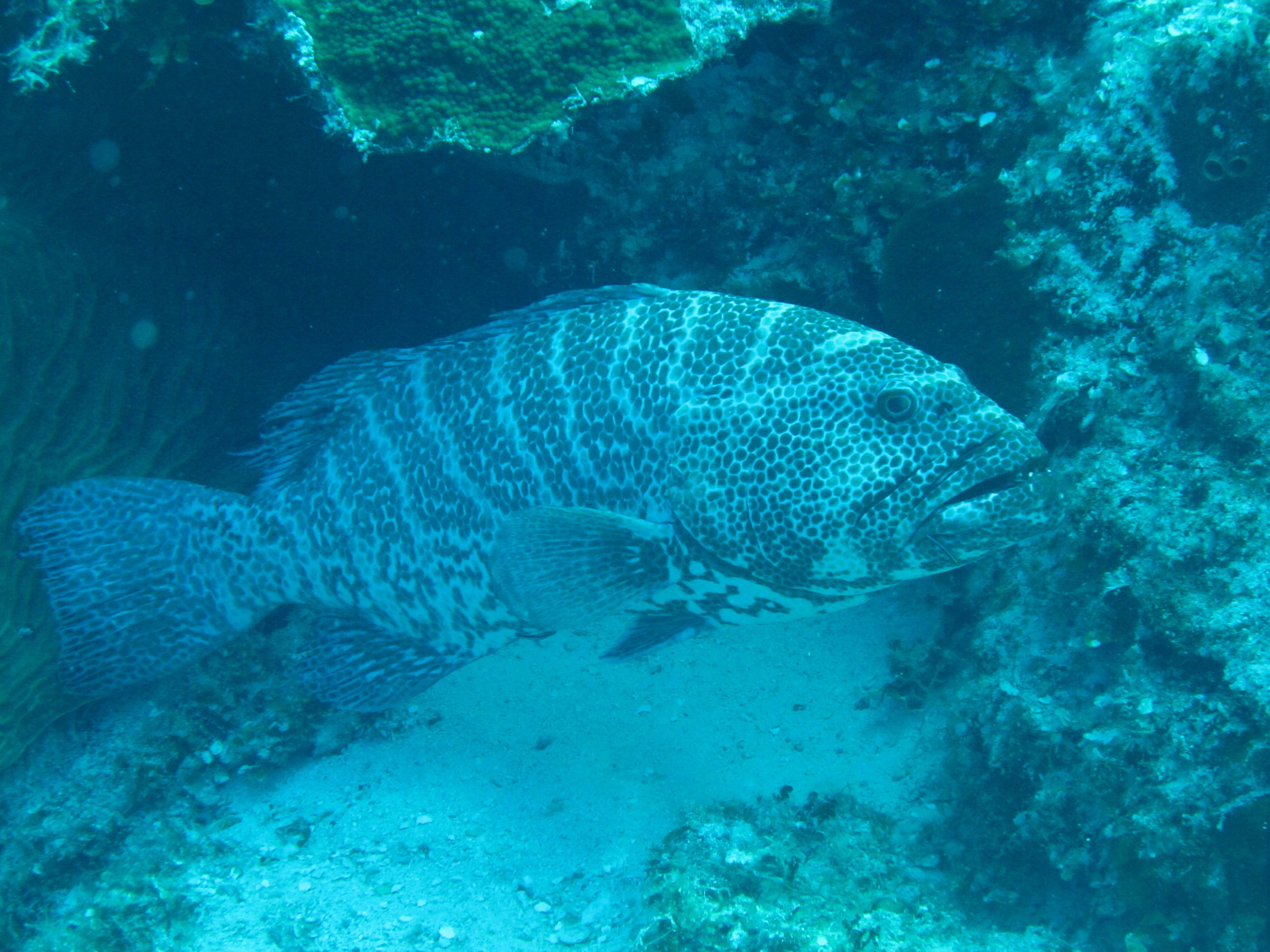 Grouper