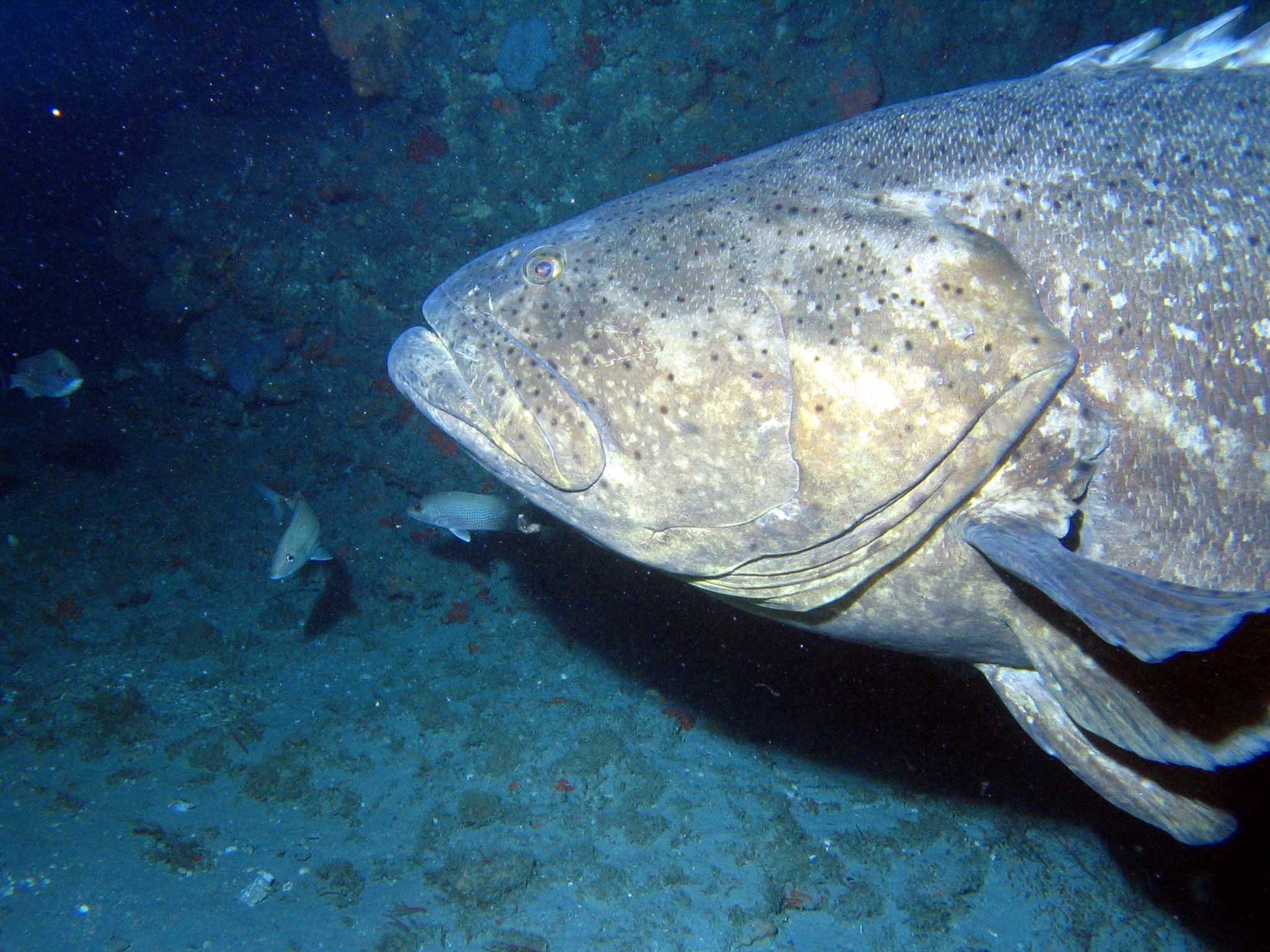 grouper