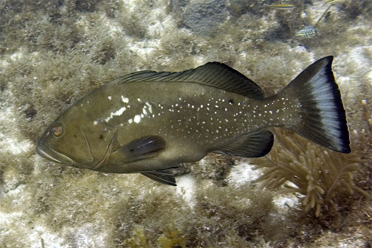 ? Grouper