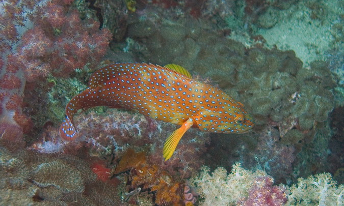 Grouper