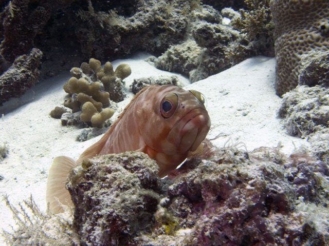 Grouper