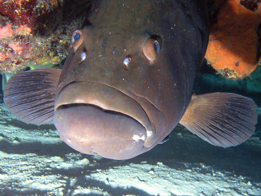 Grouper