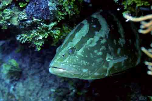 Grouper