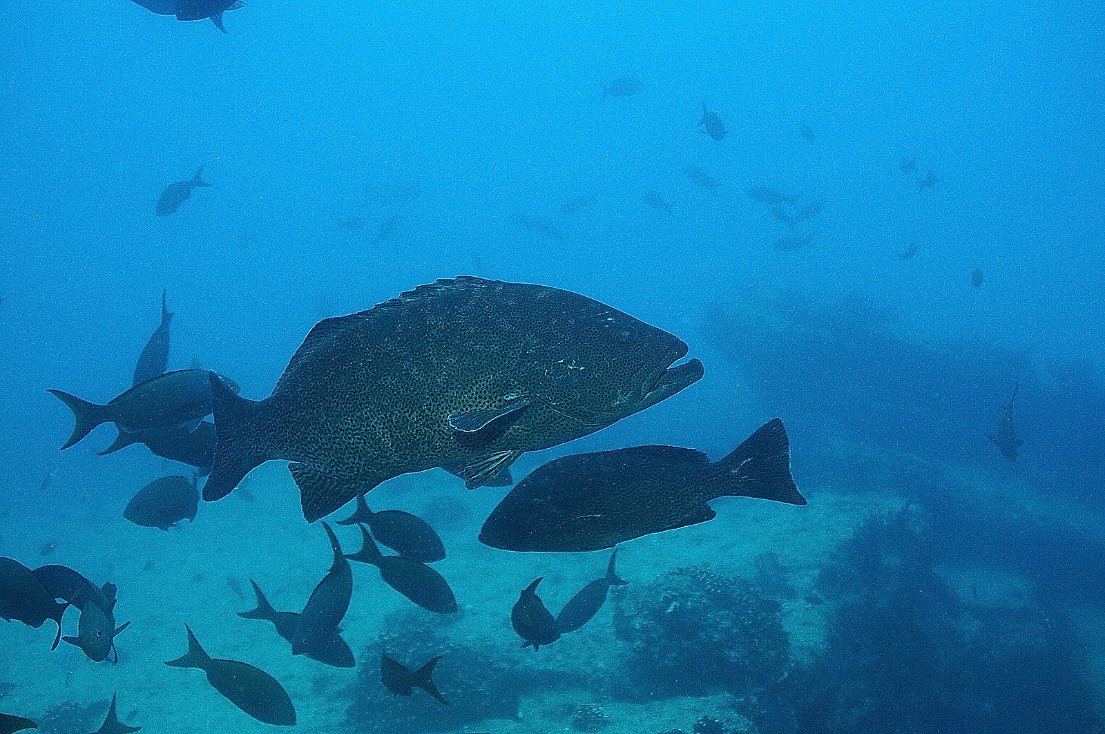 grouper