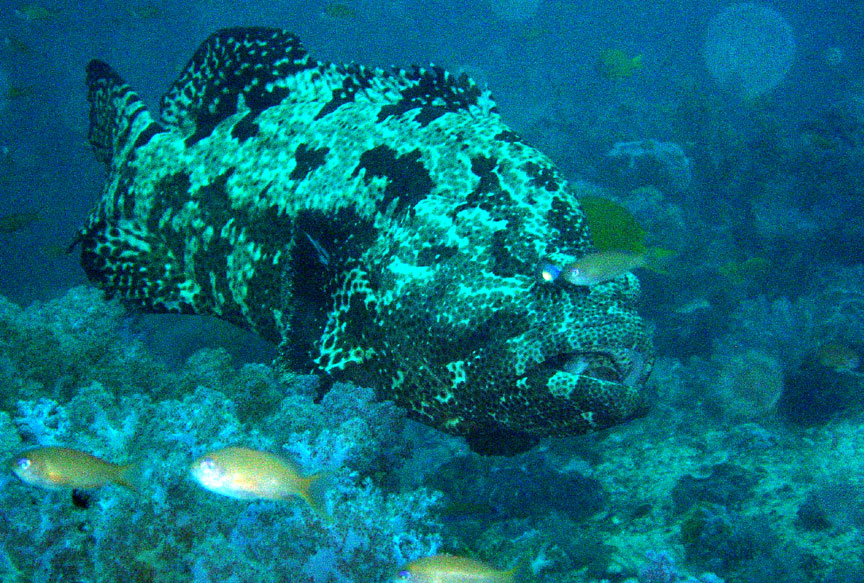 Grouper