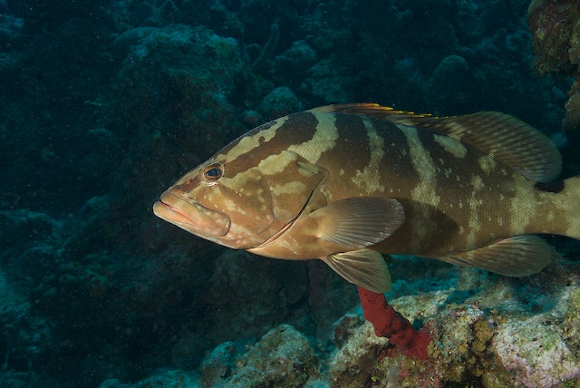 Grouper