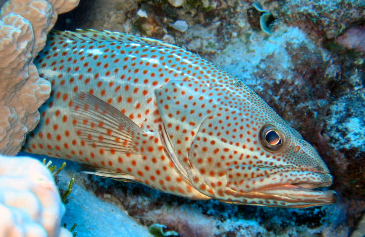 Grouper