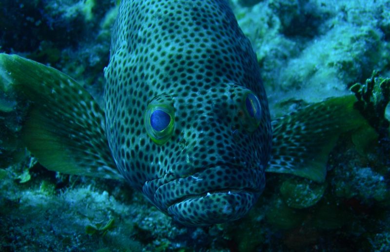 Grouper