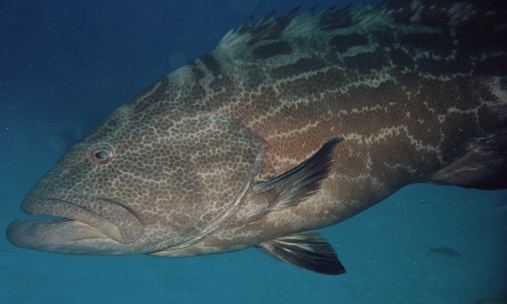 Grouper