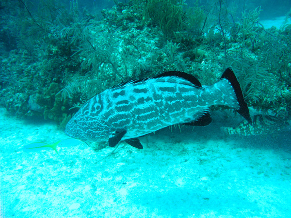 Grouper