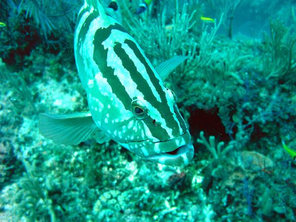 Grouper