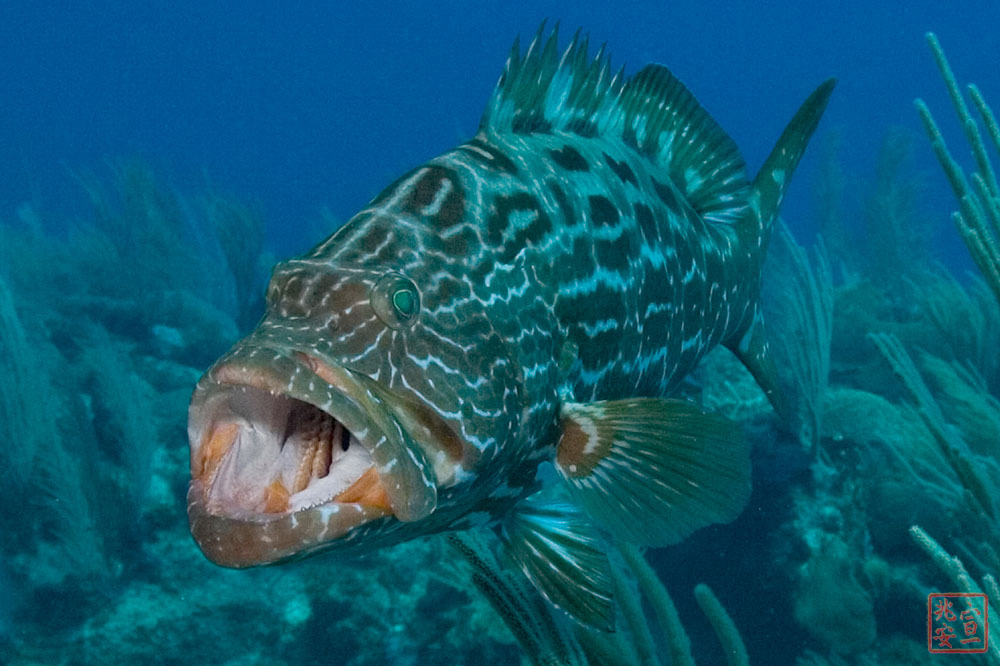 Grouper