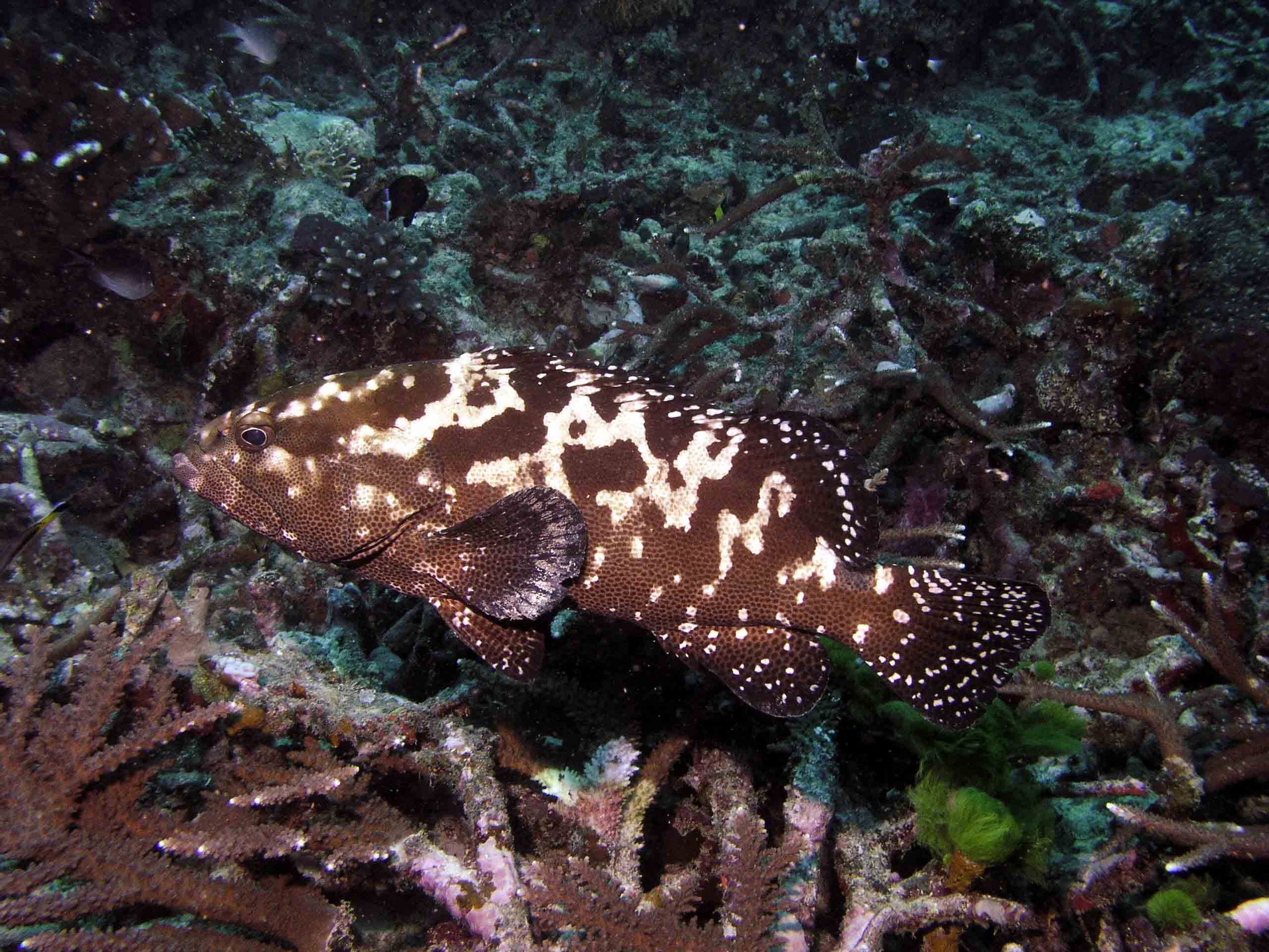 Grouper