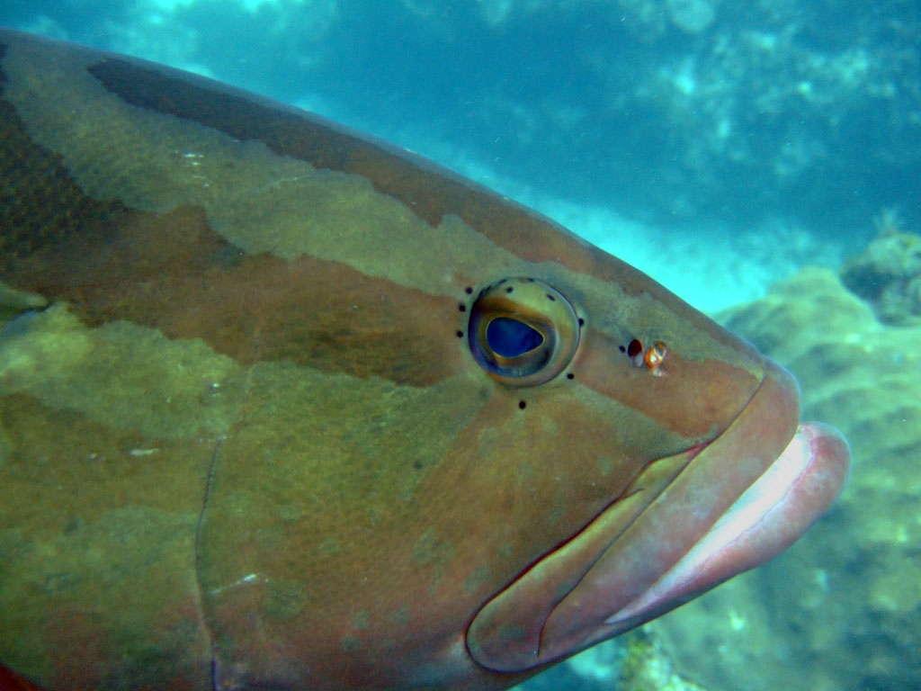 Grouper