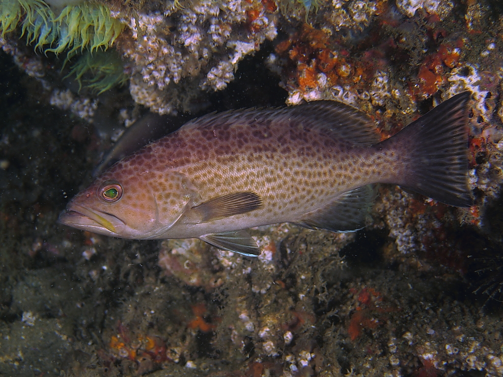 grouper10001