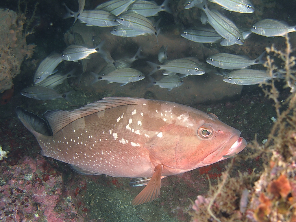 Grouper1002