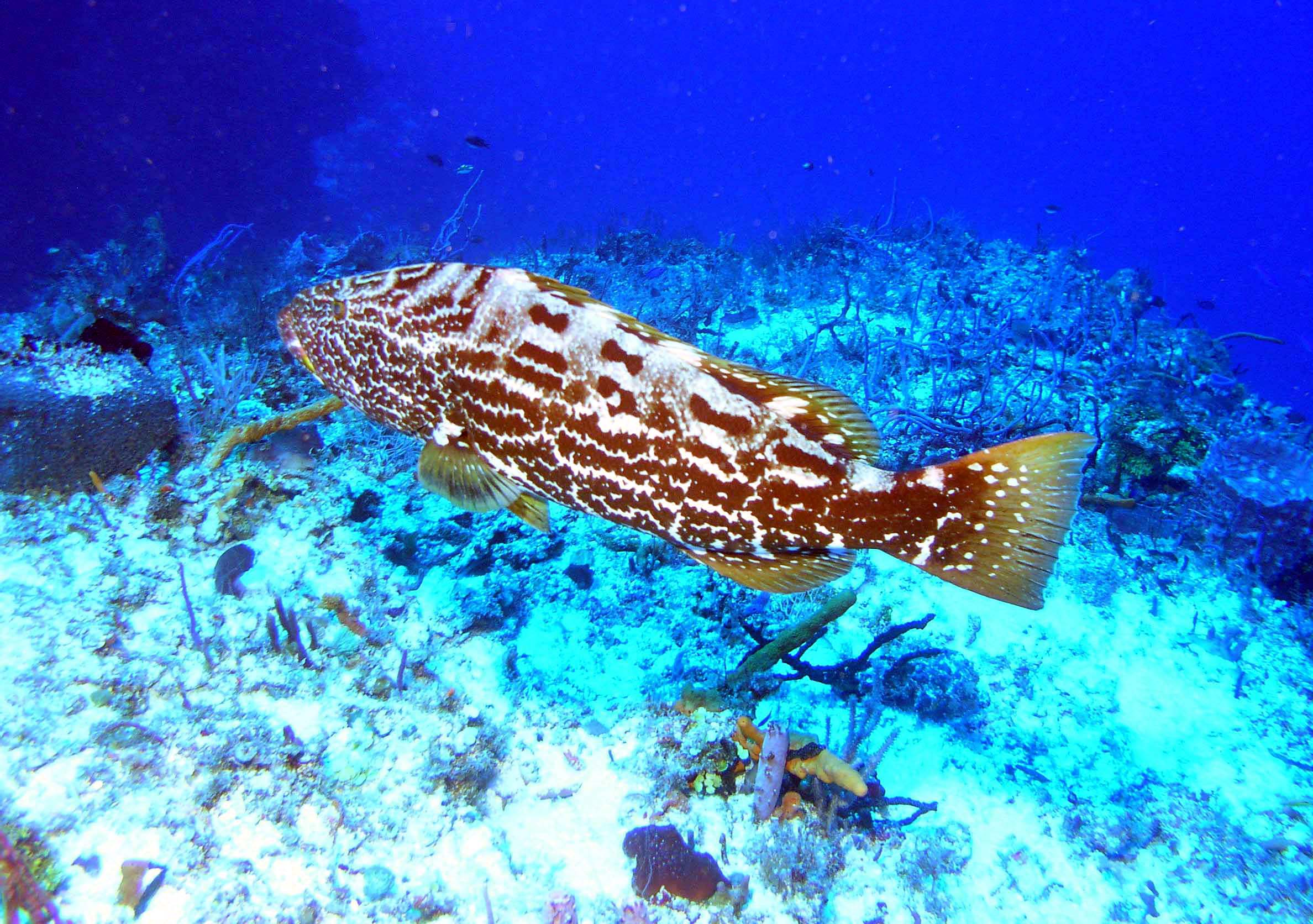 grouper12