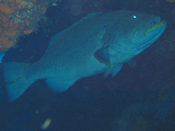 Grouper2