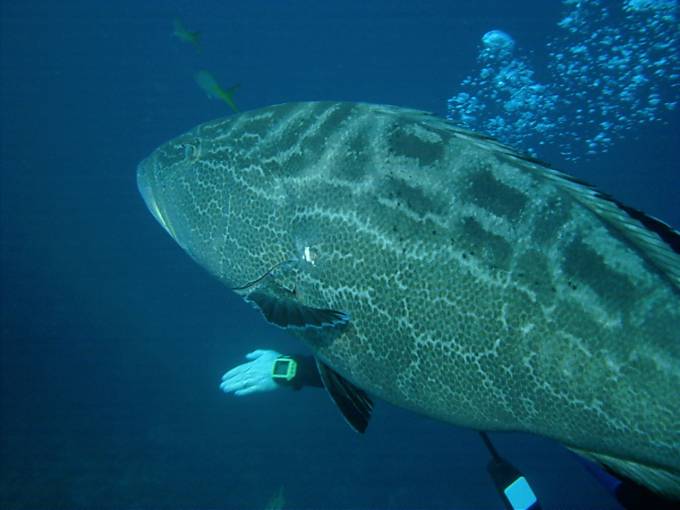 Grouper21