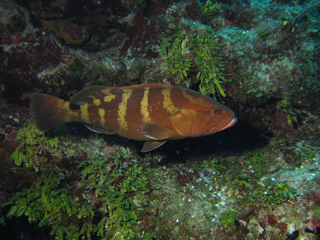 Grouper23