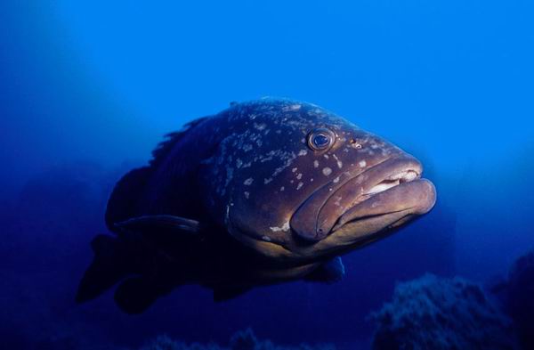 Grouper_ Diving_tenerife_SUBCANARIA_COM