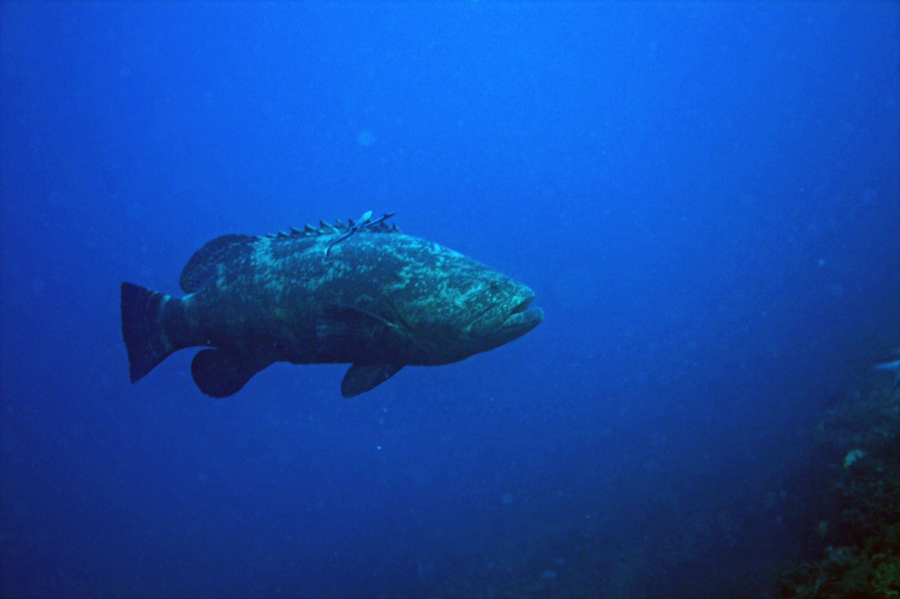 Grouper_1_10Oct09