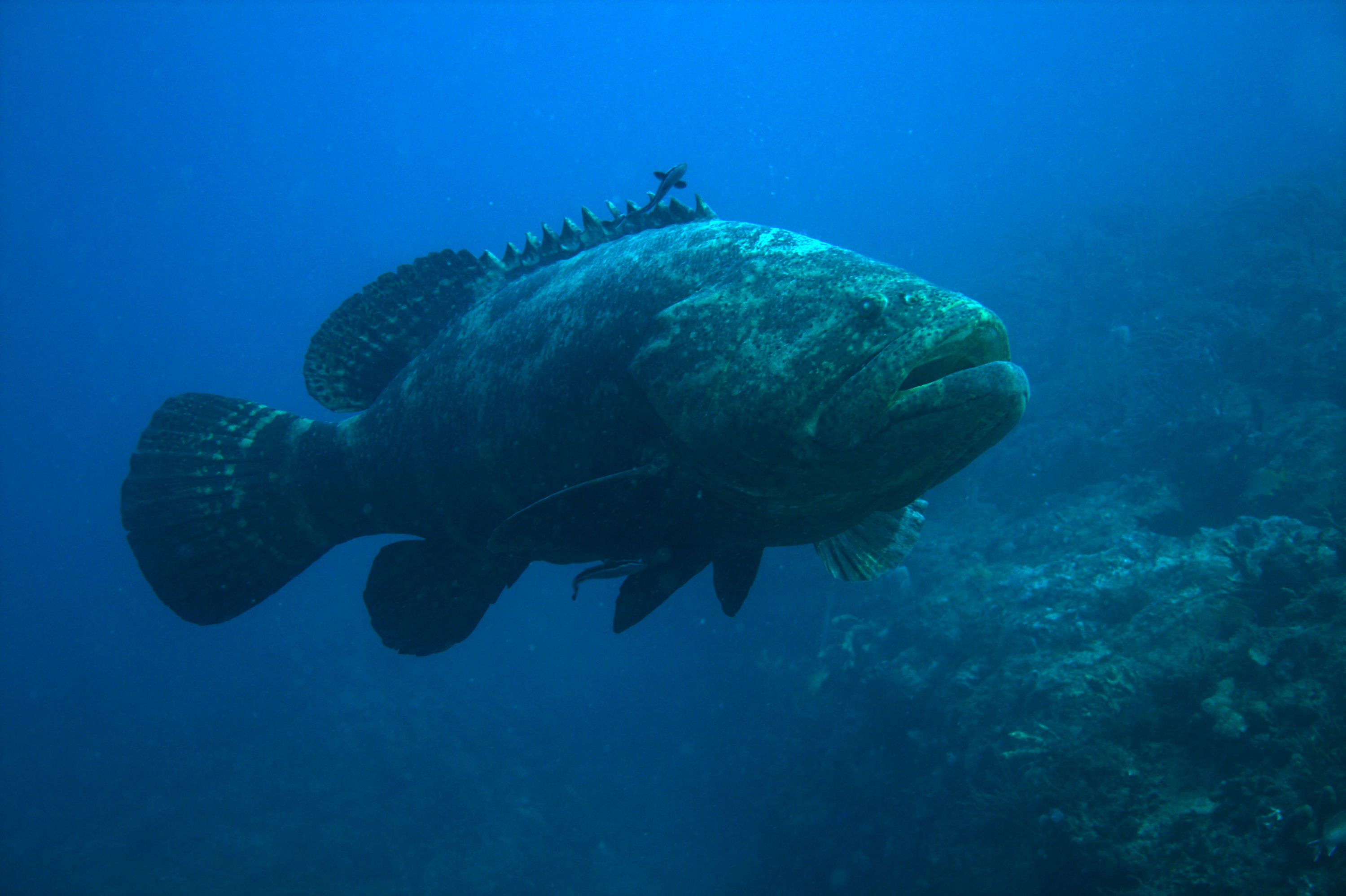 Grouper_3_10Oct09