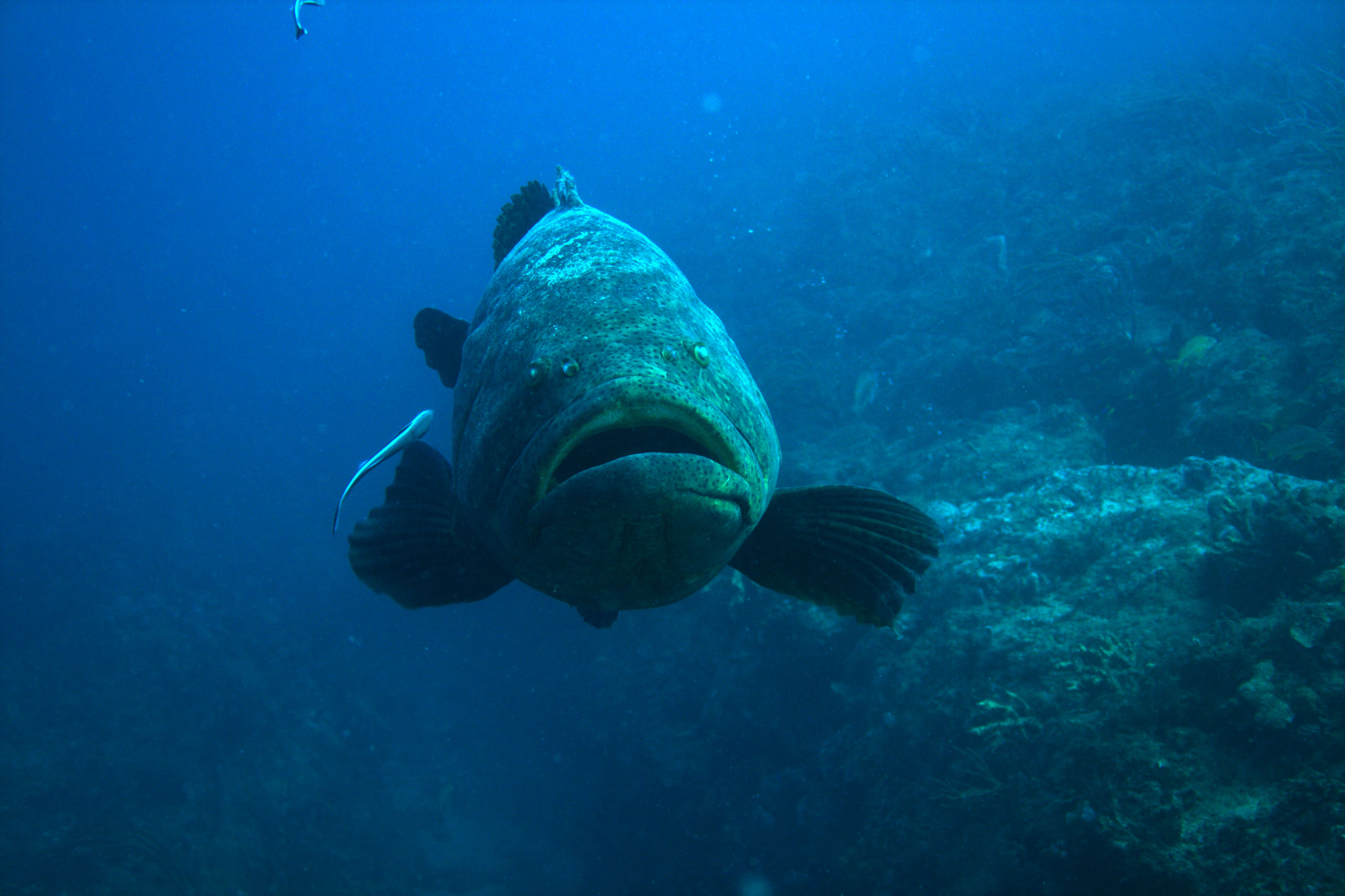 Grouper_5_10Oct09