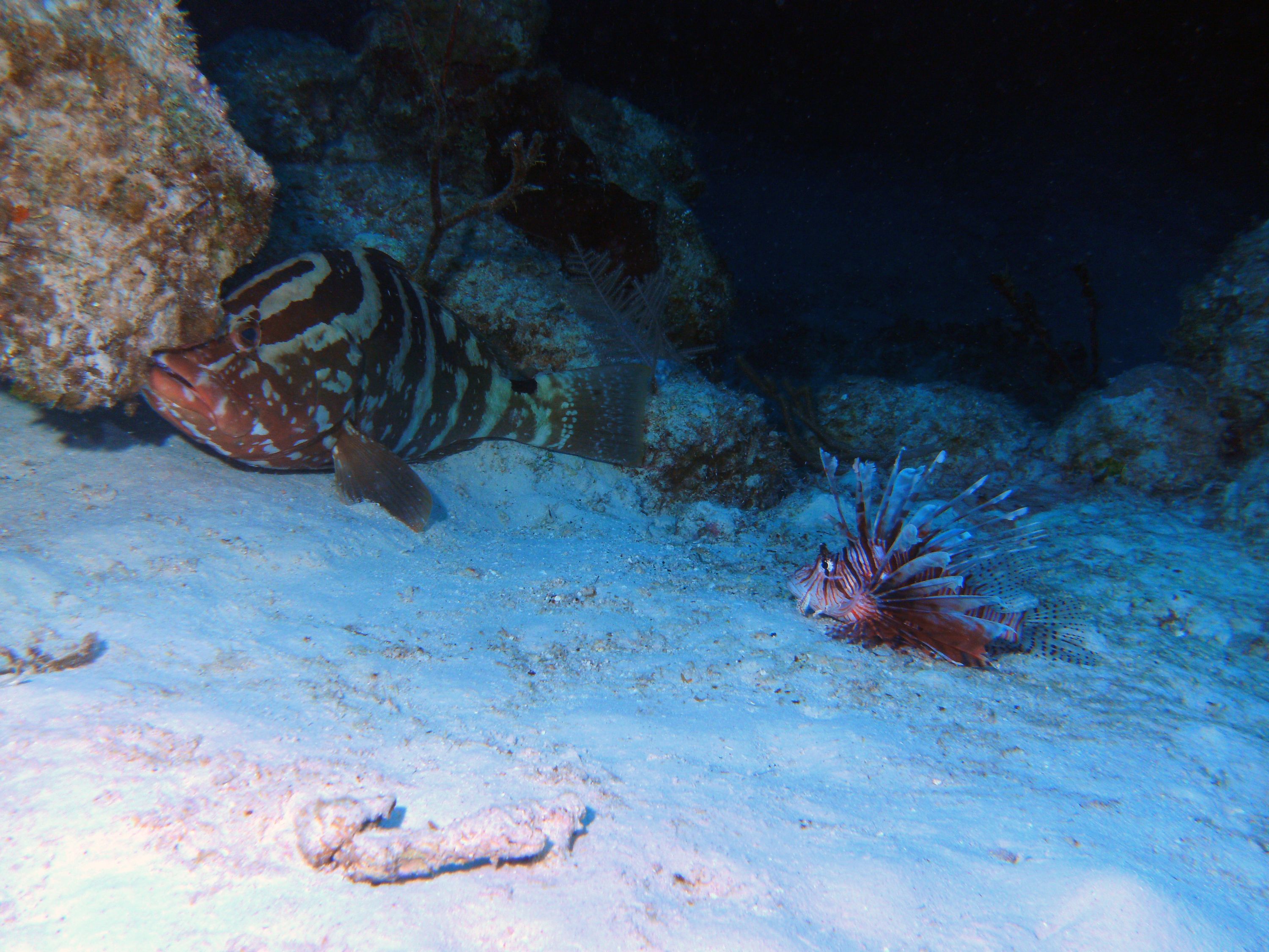 grouper_and_lion_fish