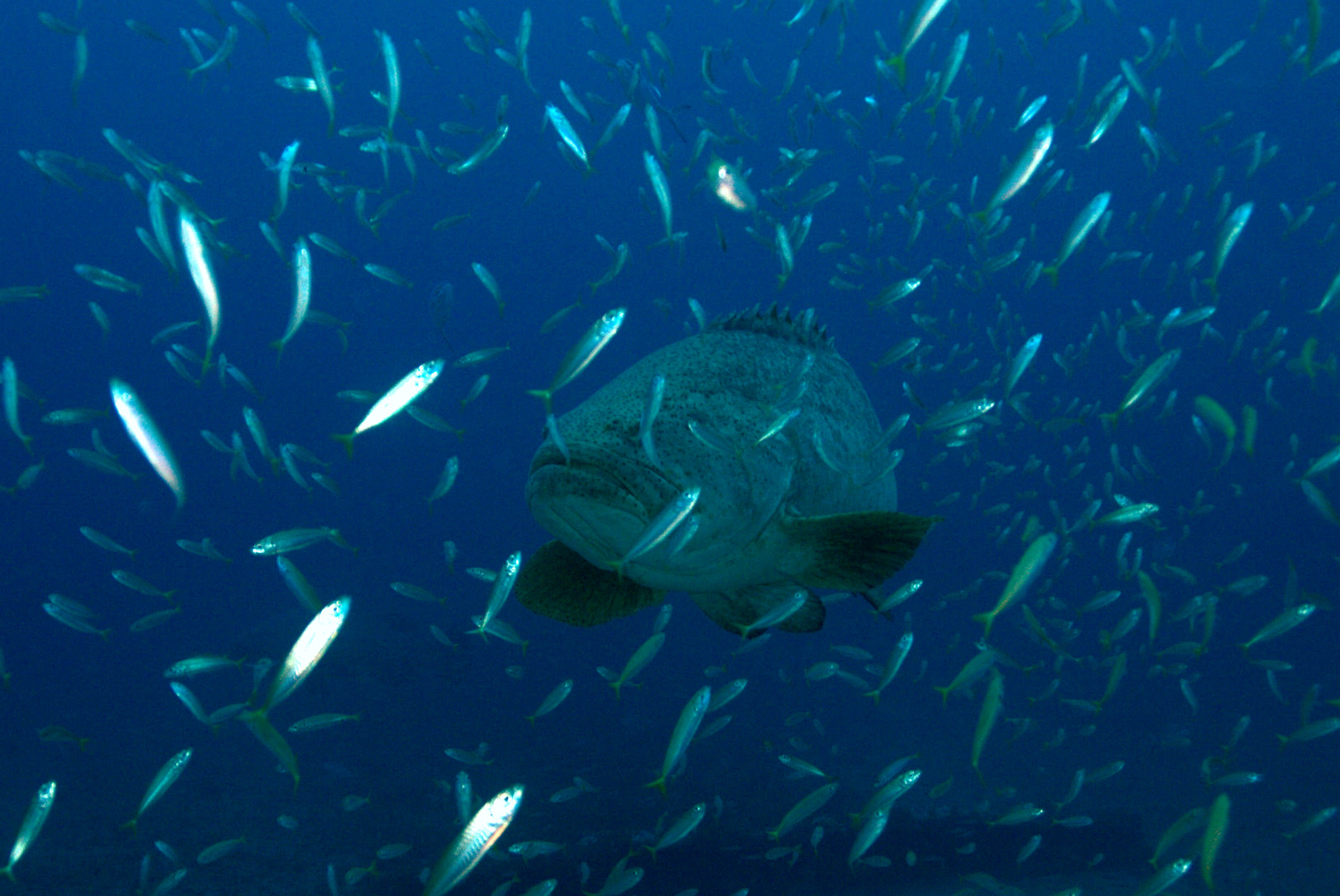 Grouper_Gaggle_12_19Sep09