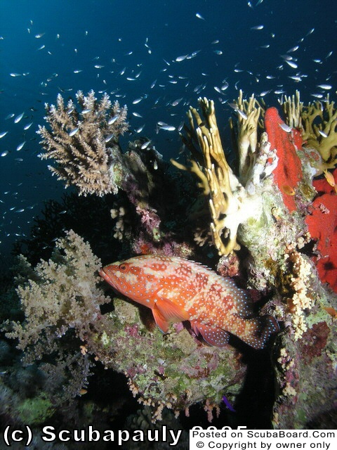 Grouper_Reef