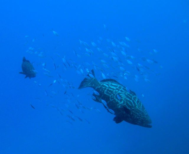 Groupers w/ little fish...