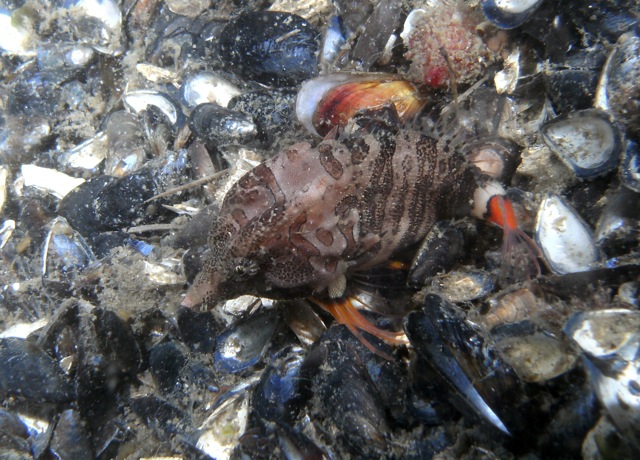 Grunt Sculpin