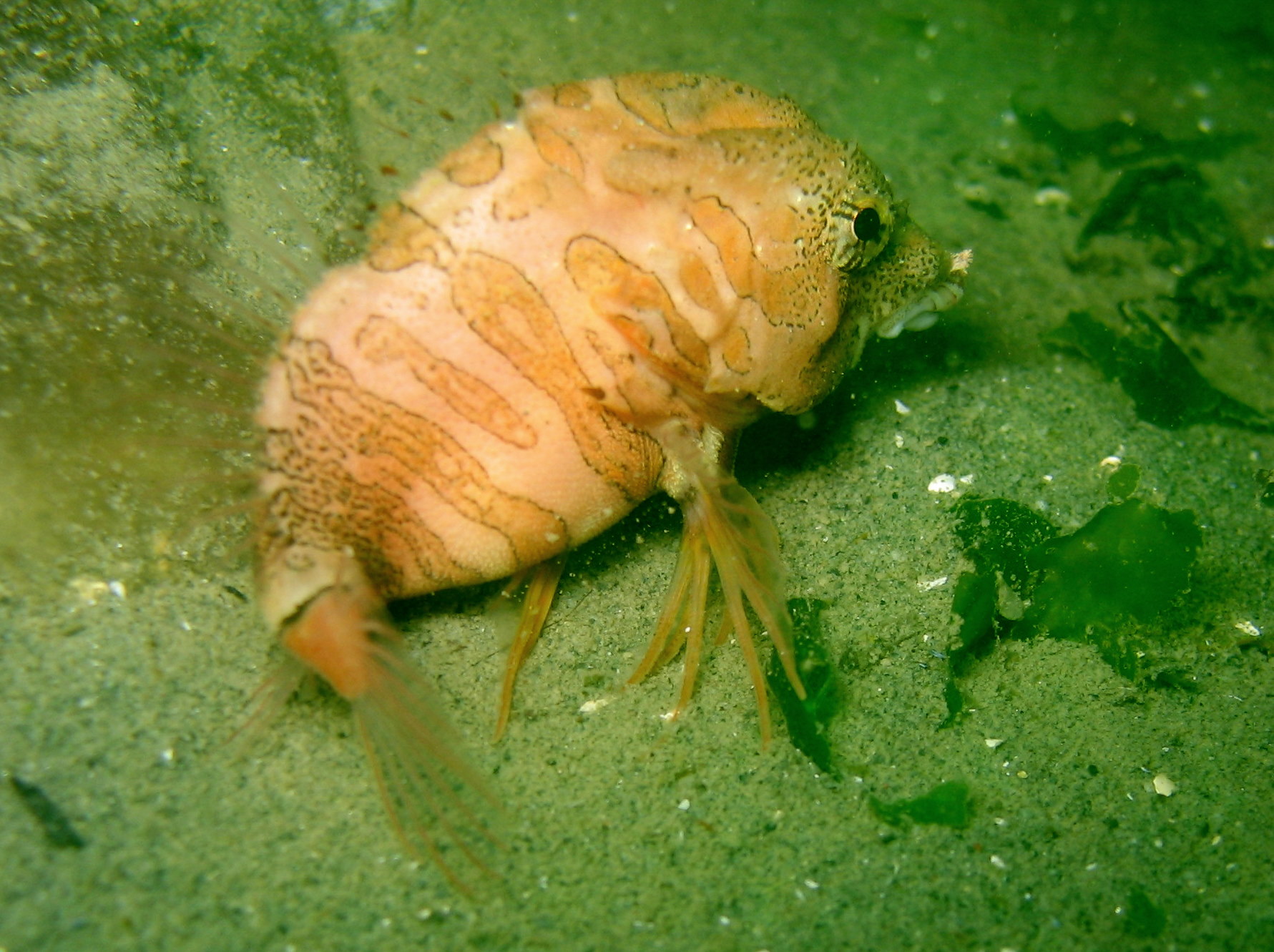 Grunt sculpin