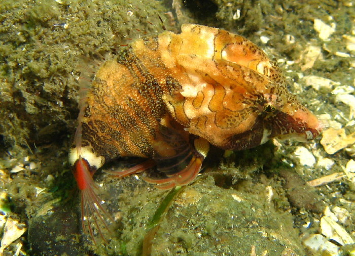 Grunt Sculpin