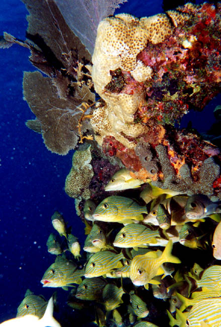 Grunts at Pleasure Reef