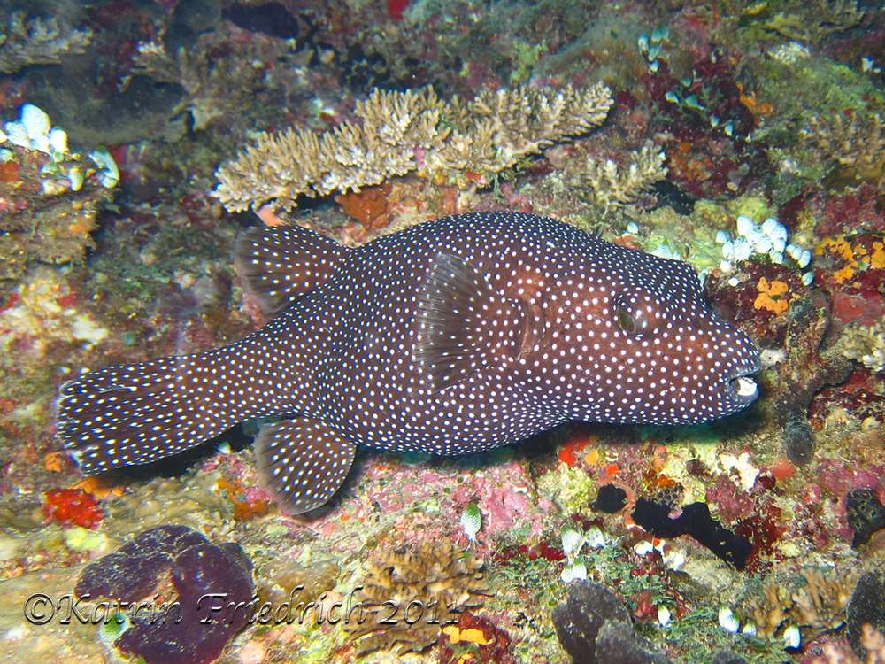 Guineafowl puffer fish